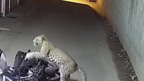 Leopard attack #tigerspotted #lionattack #leopard
