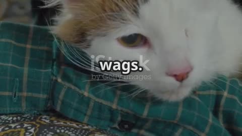 Cats vs Dogs: More Alike Than You Think! 🐾
