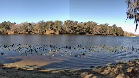 4K St. Johns River Time-Lapse: Florida Wildlife Magic 🐊🌿 (Feb 8, 2026)