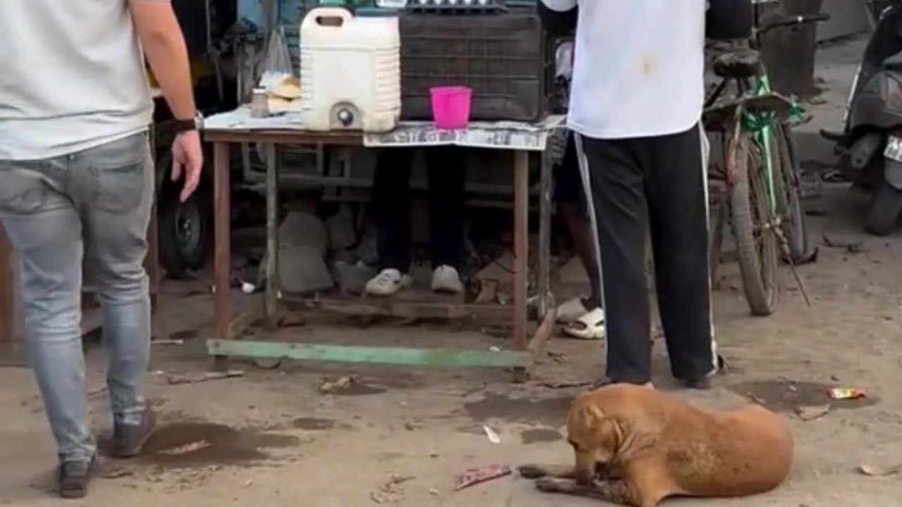 This Hungry Dog Can’t Wait for Dinner 🐶🍗
