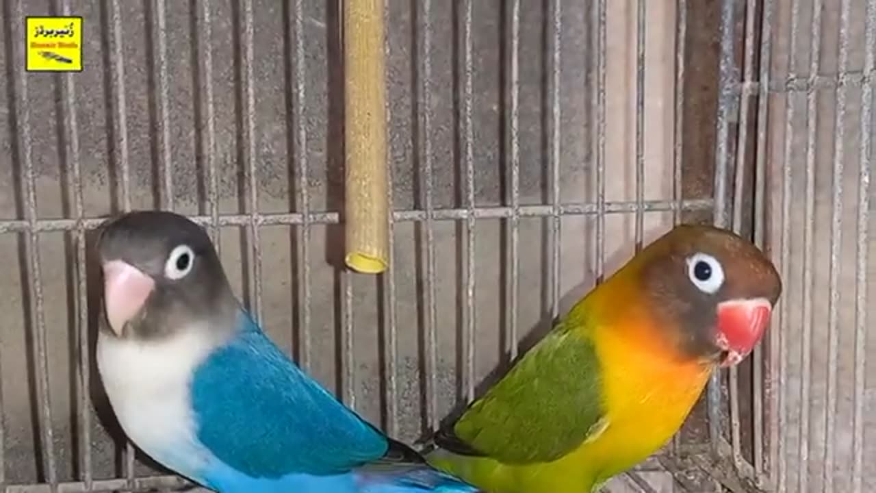 Home birds 🐦 setup