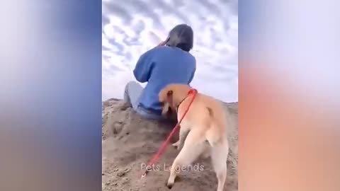 Funniest Animals 2024 😂 New Funny Cats and Dogs Videos 😻🐶