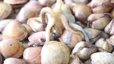 Baby Octopus Heart Cockle Korea