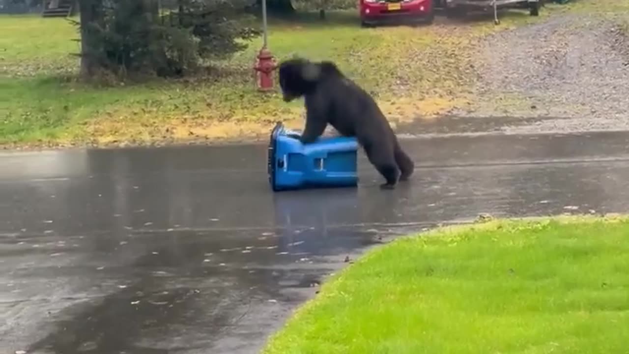 🤯✨ You Won't Believe How This Bear Reacts To a Bear-Proof Trash Can! | FeedMyCuriosity
