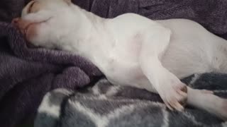 Chiquis napping in our bed VID_20251011_124046346