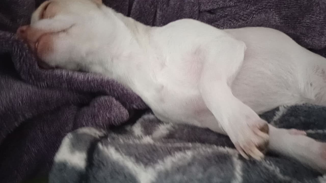 Chiquis napping in our bed VID_20251011_124046346