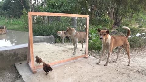 Angry dogs vs mirror reaction _ Funny dogs fighting mirror _ Amazing mirror reactions on dog 