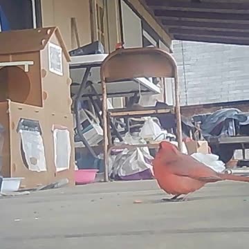 EA S114 - Hungry Birds