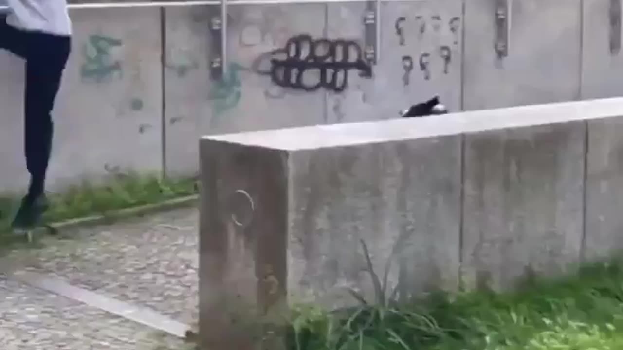 Dog challenges man at parkour