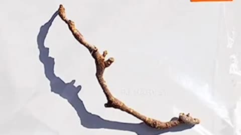 PJ HARVEY - I Inside The Old Year Dying 2023