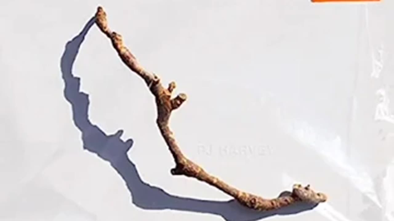 PJ HARVEY - I Inside The Old Year Dying 2023