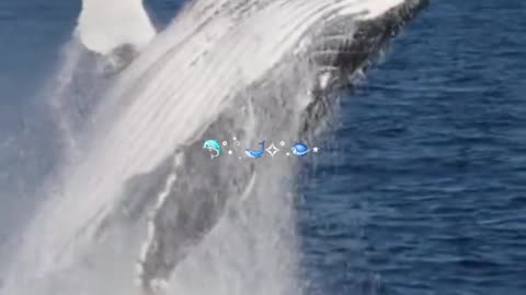 Marine Animals in moments of fun