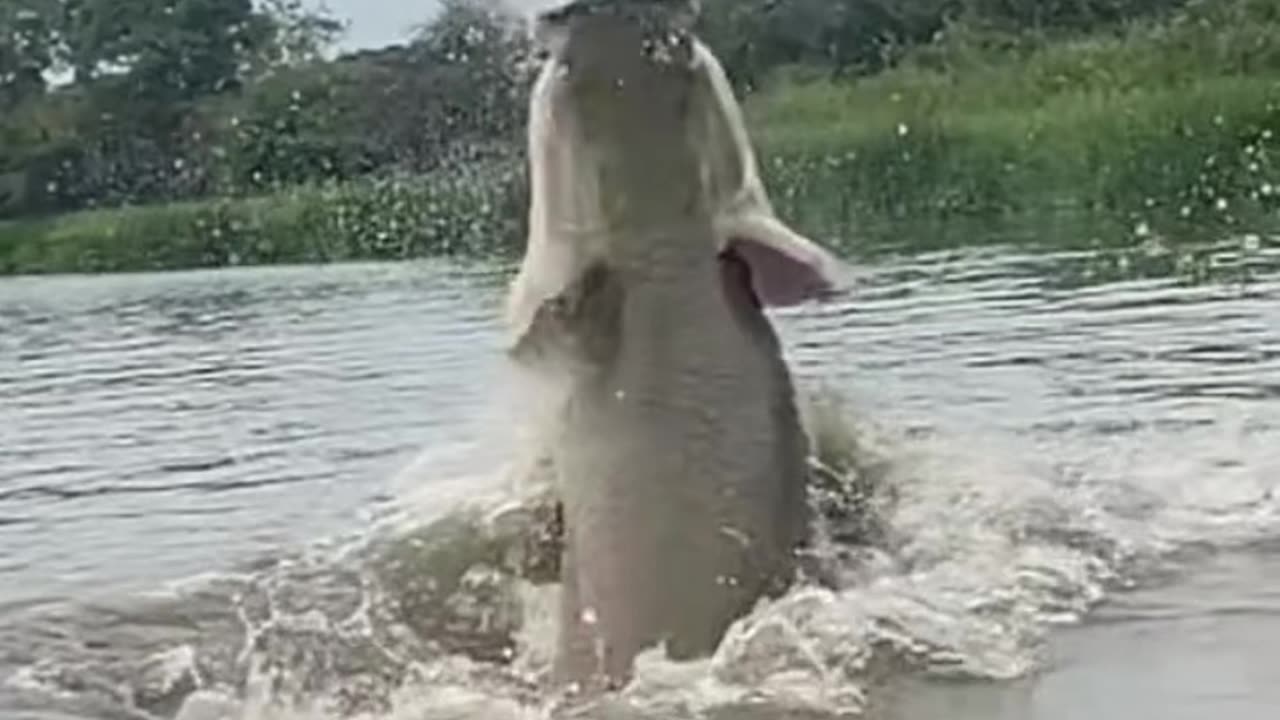 Monstrous Catch! Rod Bending Power of Lure Fishing!