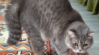 😂😱 Why Does She Suddenly Freak Out? Startled Cat Moments | FunFM