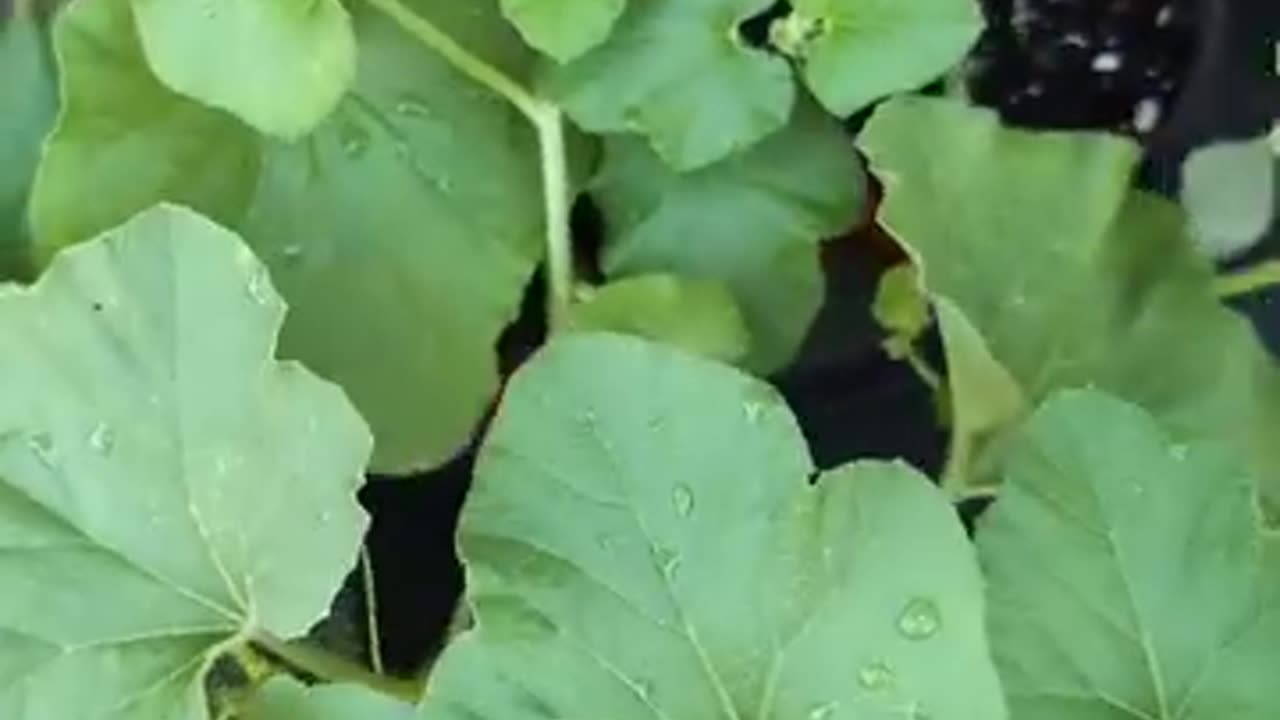 Who know cucumber leaves could be so powerful