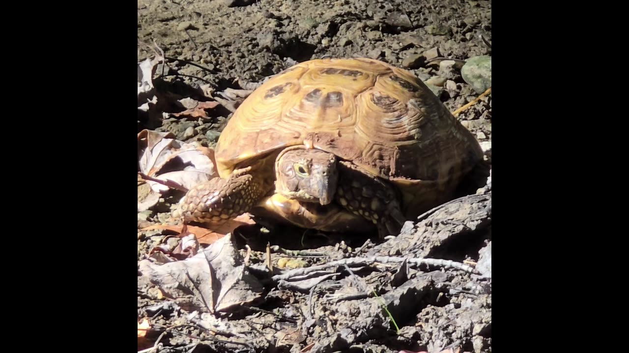 Russian Tortoise.