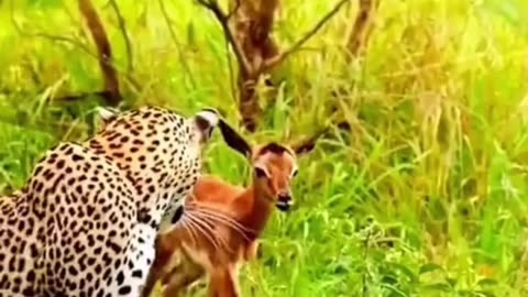 The leopard is holding the deer with mother's love