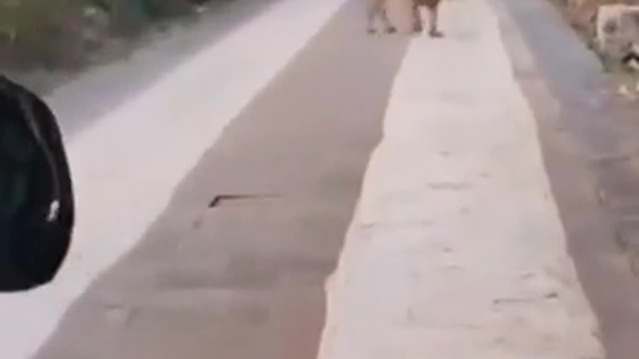 🐆😮 What Do You Do When You See a Lion This Close? | FeedMyCuriosity