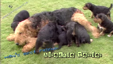 Airedale Terrier puppies