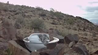 Kind person leaves ice water for fox family in desert heat.