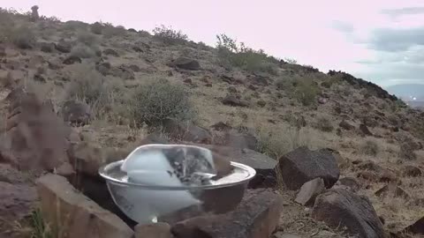 Kind person leaves ice water for fox family in desert heat.