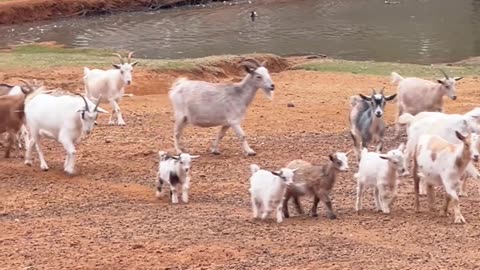 It's Sprinkling!!! Head to the Barn or Else!!