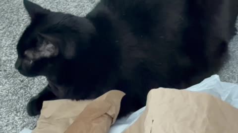 Cute Precious Piper is Guarding the Packing Material - My Adopted Shelter Cat Vlog. #shorts