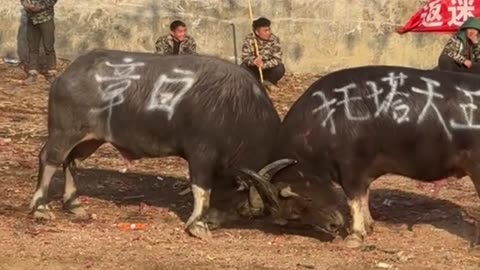 The Confrontation Between King Tota and Zhang Bai Is So Exciting!