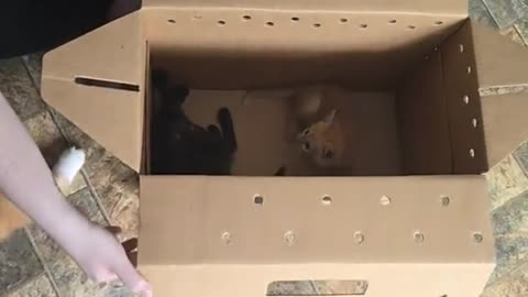cat got new friends