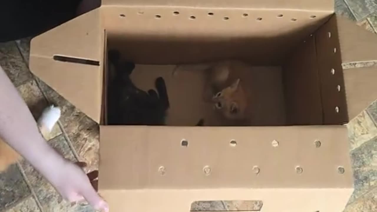 cat got new friends