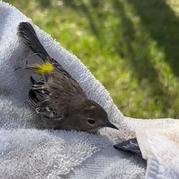 A W.ild Warbler rescued from screened in porch