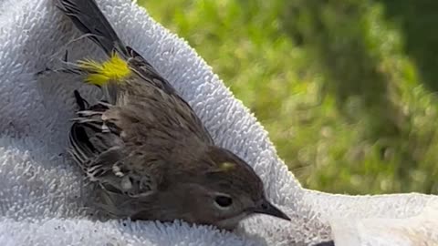 Warbler rescued from screened in porch