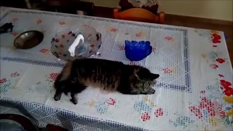 Funny Cats & Adorable Kittens: Viral Videos to Brighten Your Day