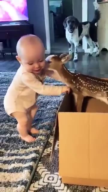 cute deer 🦌 'video content intended for adults'