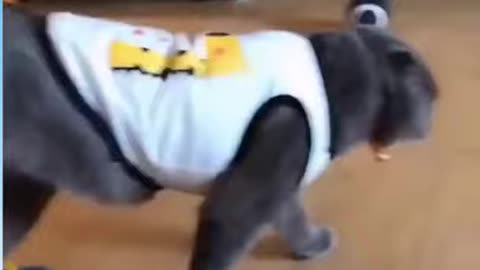 Fluffy Gray Cat Walk Blue Slippers Necklace Rumble