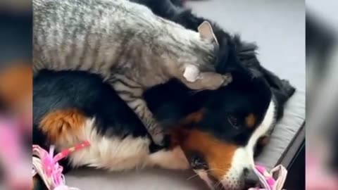 Cat loves the dog