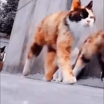 Gangester Cat