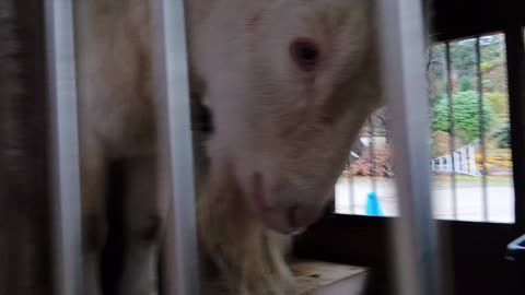 雨の日の山羊小屋にいる山羊さん