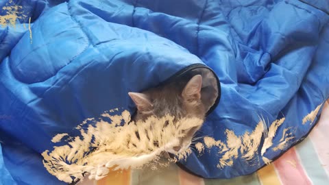 Behold, Cory dutifully tending to very important paperwork. #SparklegleamFarm #Cory #homestead #cat