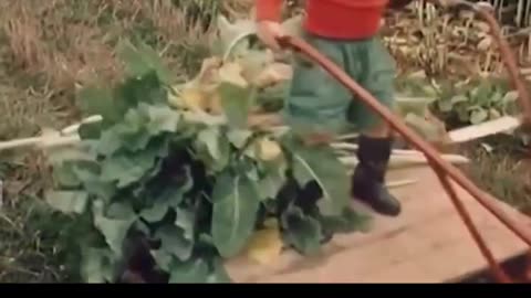 The Worlds Youngest Farmer in the 1960's