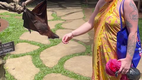 Bat Gives Woman a Hug