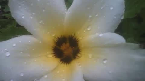Sida sp flower is filmed very close in the morning, you can see the raindrops [Nature & Animals]
