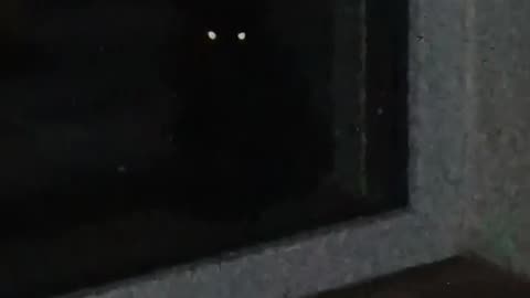 🐈🌑 The Ominous Black Cat | TheHauntingHour