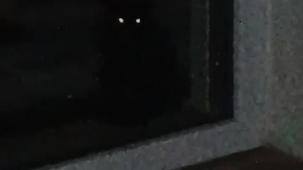 🐈🌑 The Ominous Black Cat | TheHauntingHour