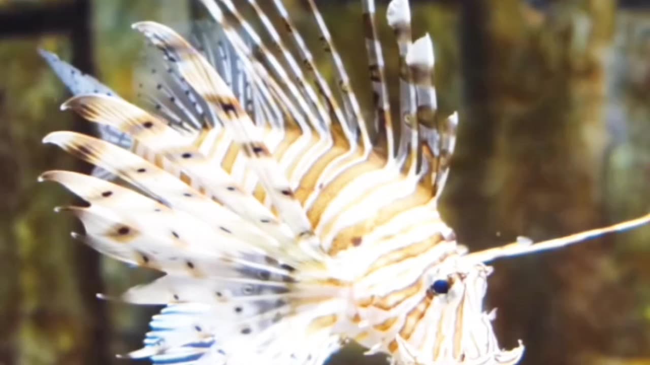 স্টোনফিশ — সমুদ্রের অদৃশ্য ঘাতক 😱” English: “Stonefish – The Invisible Killer of the Ocean 🐟💀”