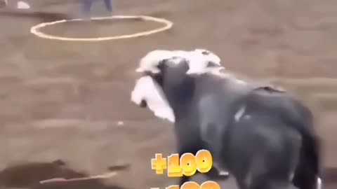 Human Pinball: Let the Bull Play