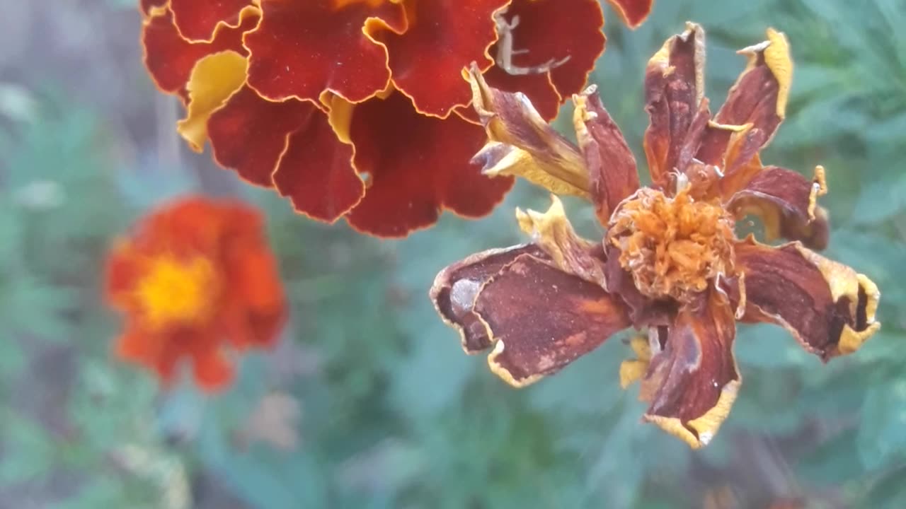 Marigold alive and dead