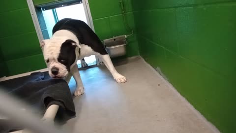 Skai 2y Pet Id 947877 kennel 22b HSSAZ shelter so untrusting of me My treats4her help big20251031552