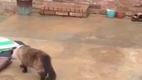 Smart cat