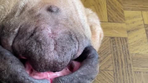 😂🐶 Upside-Derp (Derpside-Down?) | FunFM